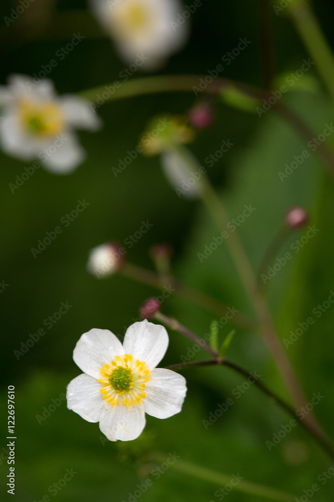 Macrophotographie d'une fleur sauvage: Renoncule a feuilles d'aconit (Ranunculus aconitifolius) Macrophotographie d'une fleur sauvage: Renoncule a feuilles d'aconit (Ranunculus aconitifolius)