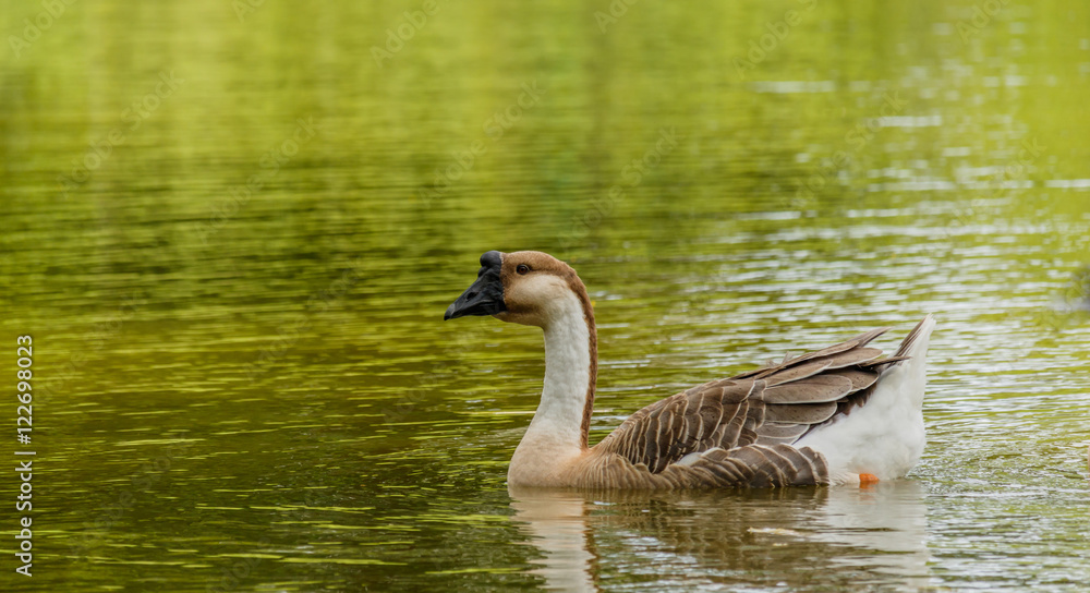 Grey Goose swimming in a large pond. Grey Goose swimming in a large pond.