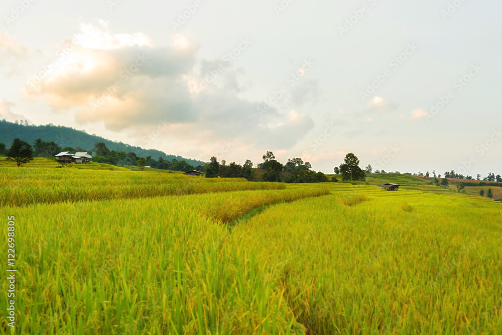 Rice terraces