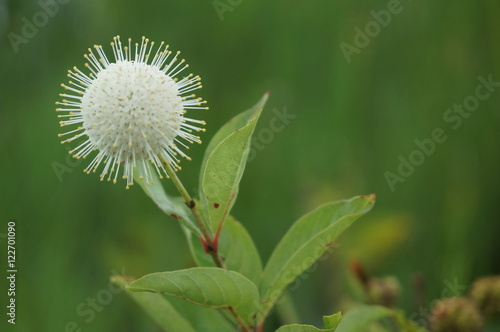 buttonbush flower in the swamps of the southern united states photo