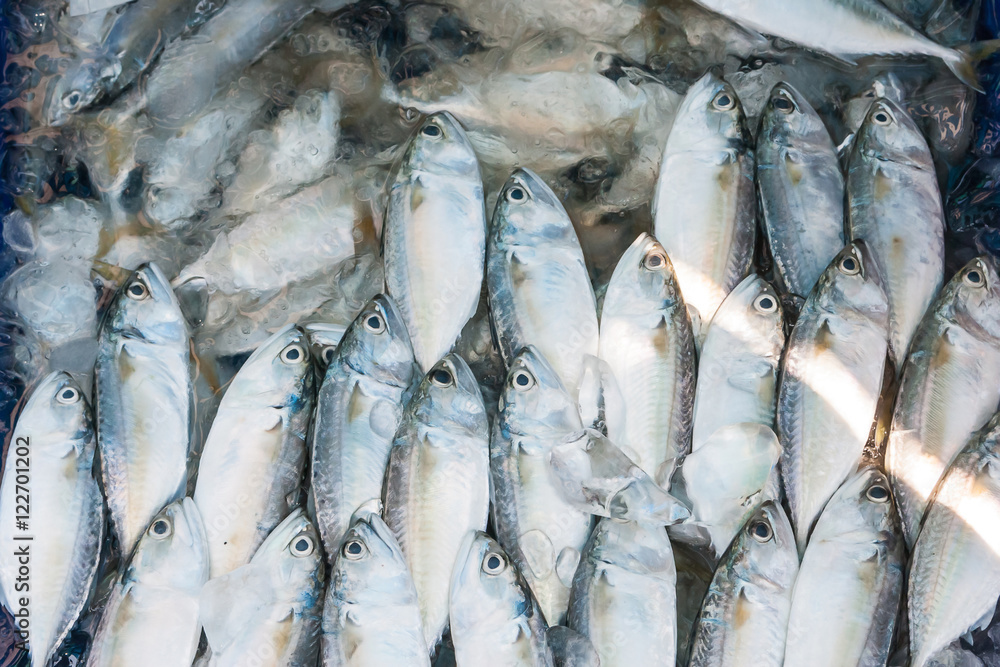 Obraz premium Mackerel For Sale / Freshness Mackerel For Sale On The Fresh Market At Angsila In Chonburi, Thailand.