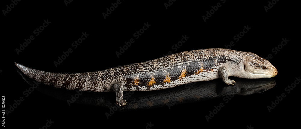 Fototapeta premium Eastern Blue-tongued Skink, Tiliqua scincoides, isolated on Black background with reflection
