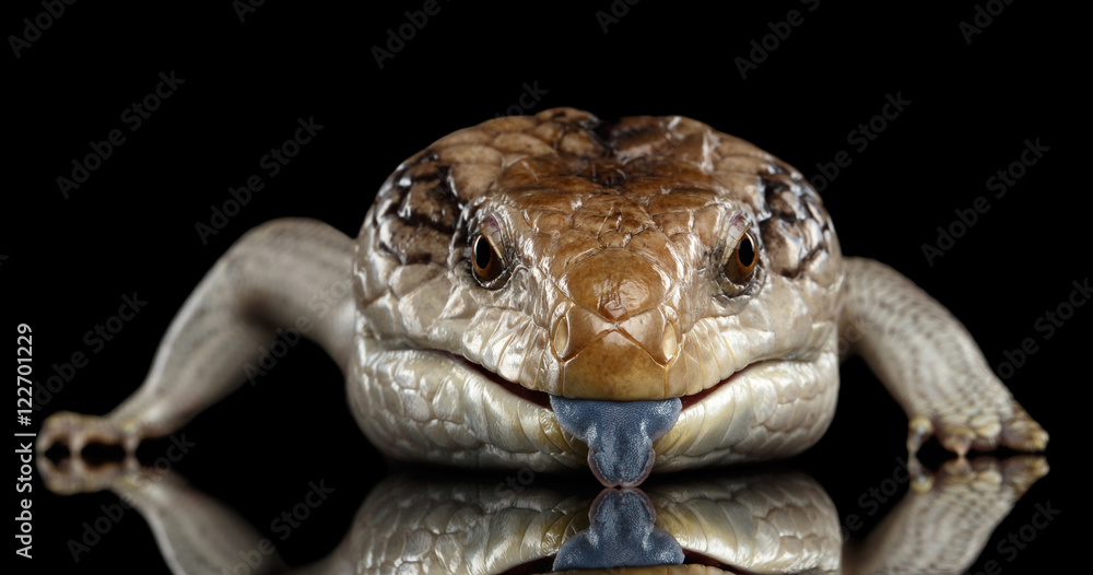 Obraz premium Close-up head of Eastern Blue-tongued Skink, Tiliqua scincoides, show his tongue isolated on Black background with reflection, Font view