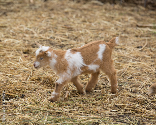 Miniature Goat