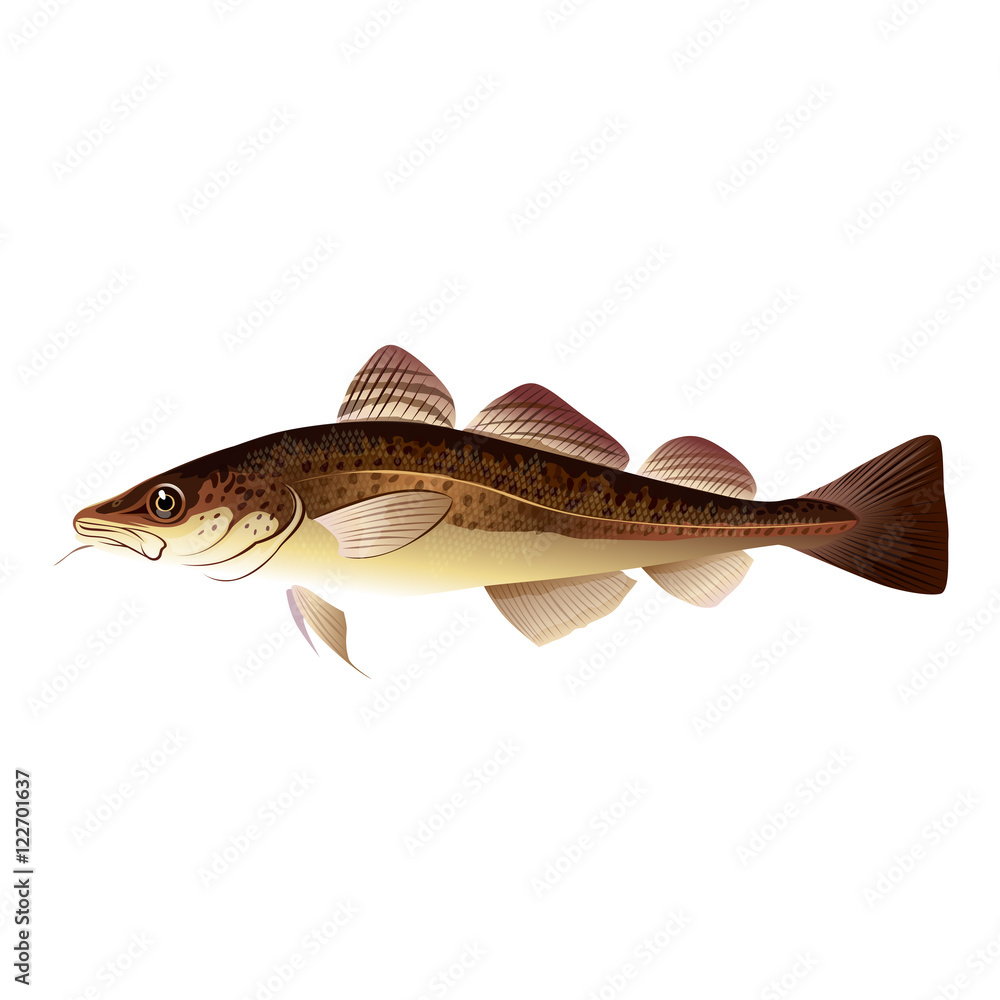 Codfish, Isolated Illustration Codfish, Isolated Illustration