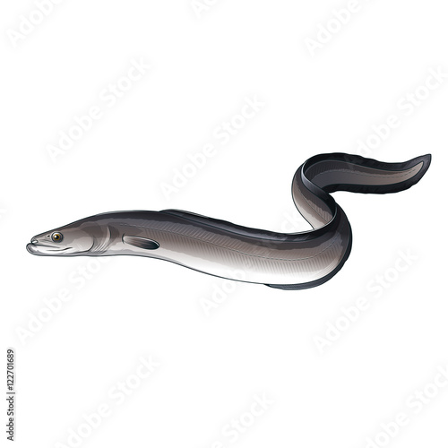Eel, Isolated Illustration photo