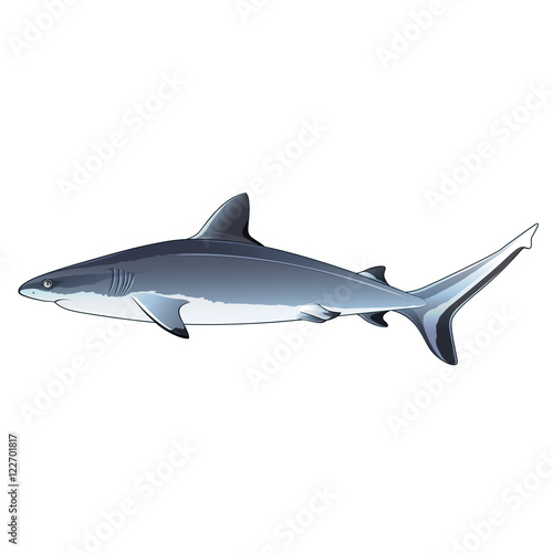 Gray Shark, Isolated Illustration