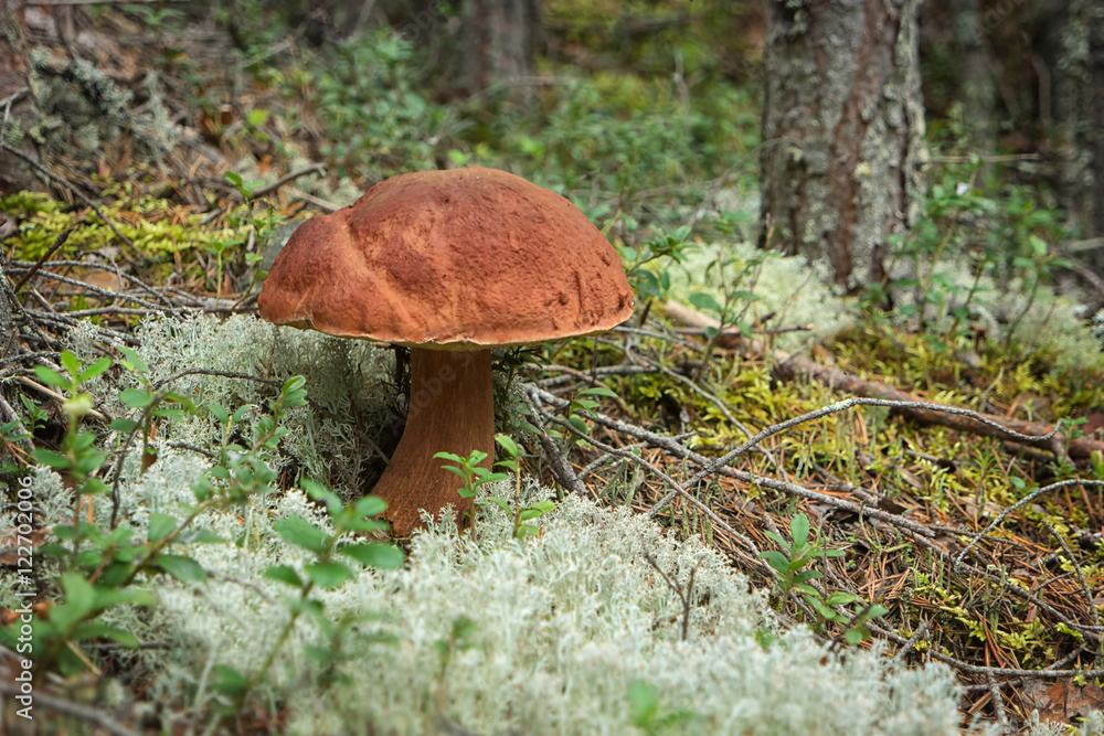 Imleria badia mushroom