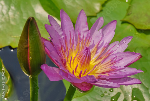Pink-purple lotus flower