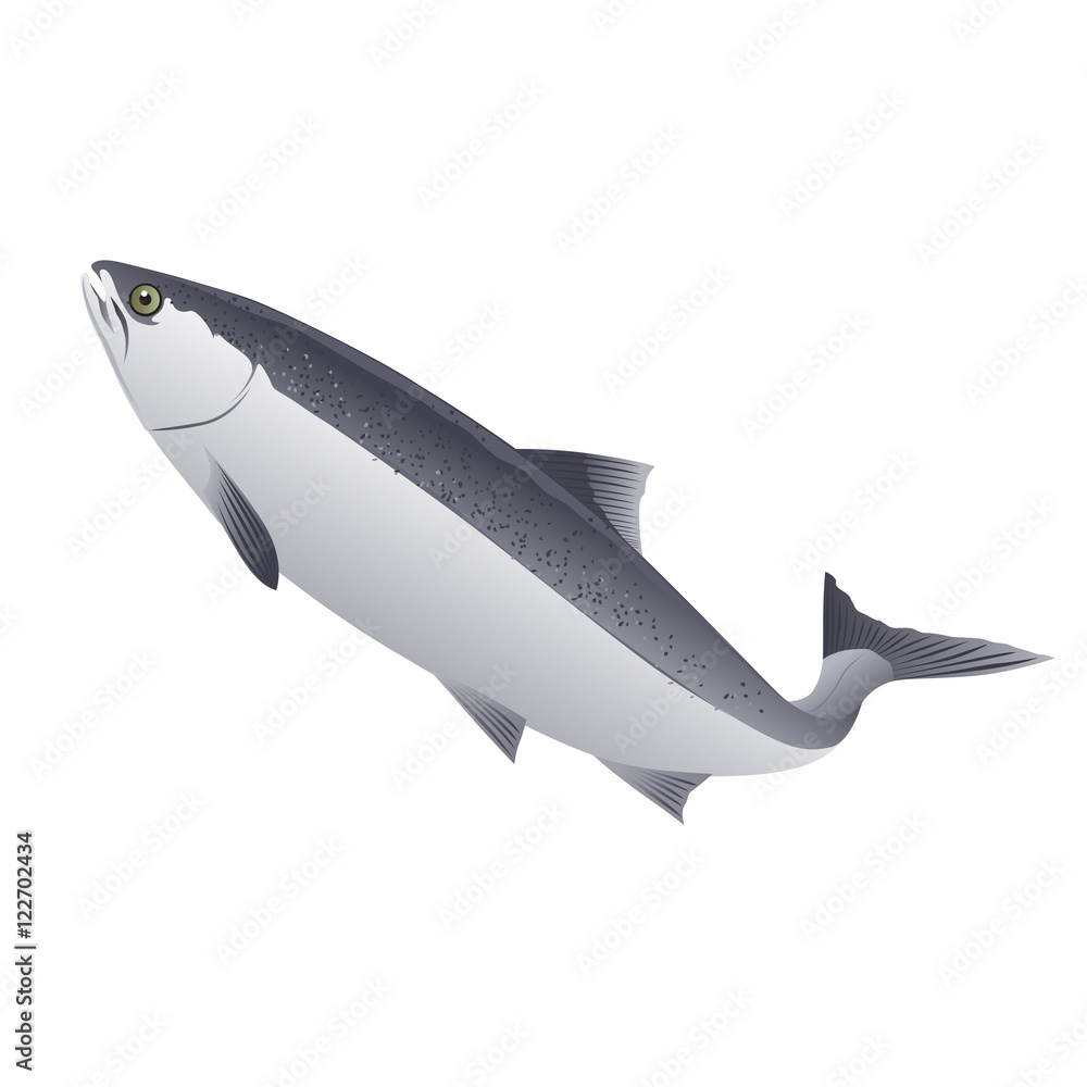 Fototapeta premium Pink Salmon, Isolated Illustration