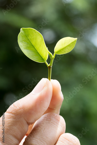 Seedling in hand