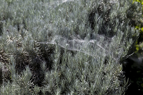 Rosemary herb bush covered with cobweb in the garden