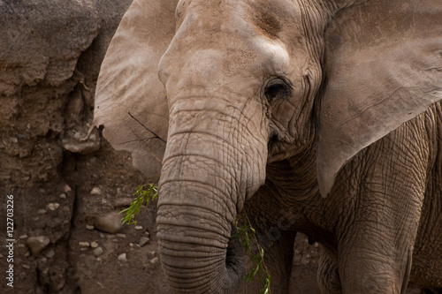 Portrait of an elephant eating with stone wall in background