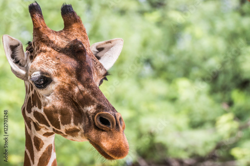 Portrait of a giraffe with green trees leaves in background