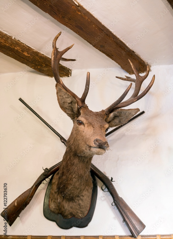 Fototapeta premium Nine Point Mounted Stag's Head with rifle on white wall - Stuffed deer head