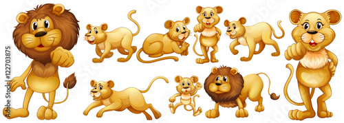 Set of wild lions