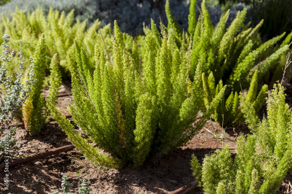 Green decorative small bushes on the ground Green decorative small bushes on the ground