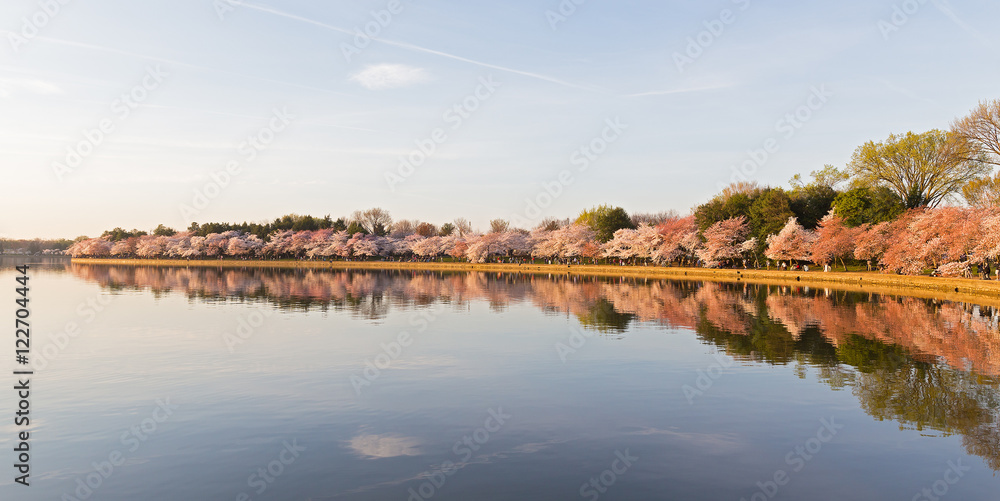 Peak of cherry blossom around Tidal Basin in Washington DC, USA. Morning during the cherry blossom festival in US capital.