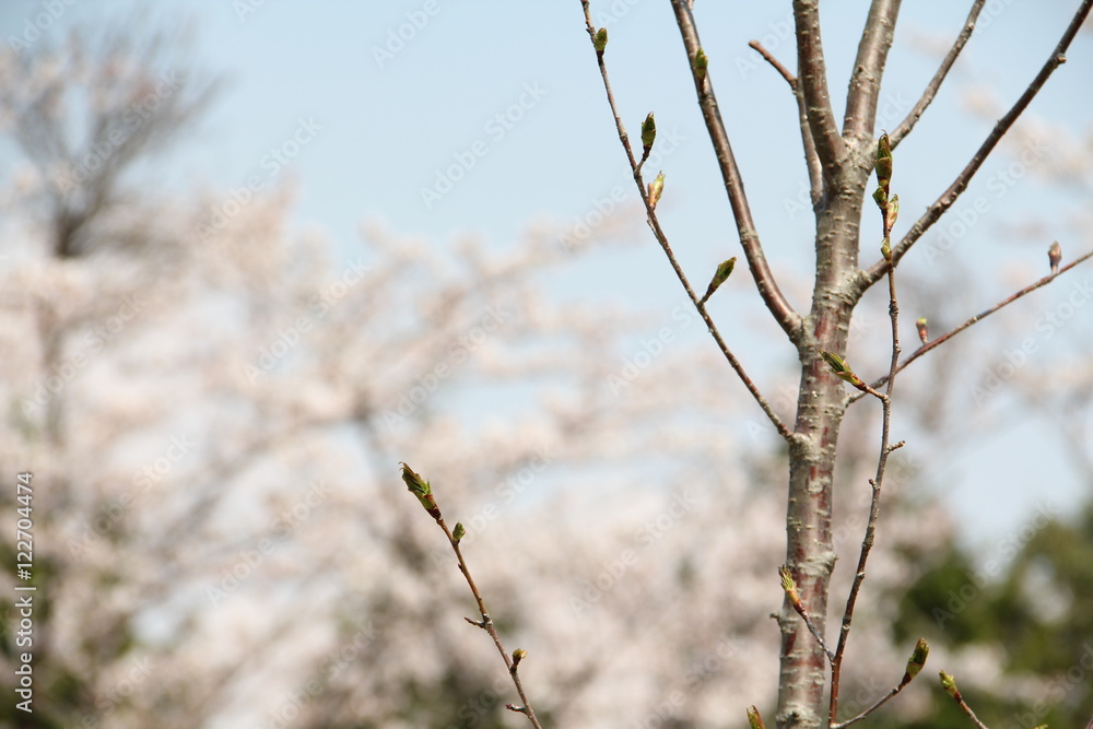 sakura sakura