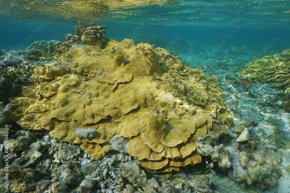 Naklejka premium Rice coral Montipora underwater in shallow water of the lagoon of Vitaria, Rurutu island, Pacific ocean, Austral archipelago, French Polynesia