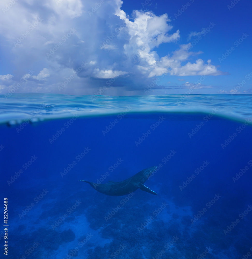 Naklejka premium Above and below sea surface, a humpback whale underwater with cloudy blue sky split by waterline, Pacific ocean, Rurutu island, Austral archipelago, French Polynesia