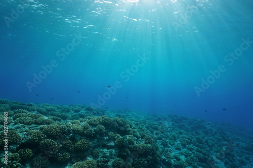 Underwater coral reef ocean floor with sunlight through water surface, natural scene, fore reef of Huahine island, Pacific ocean, French Polynesia