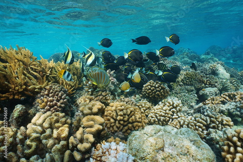 Underwater coral reef with shoal of colorful tropical fish in shallow water, Rangiroa lagoon, natural scene, Pacific ocean, French Polynesia