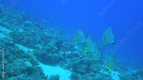 a group of five orbicular bat fish swim through some coral reefs on the bottom of the sea photo