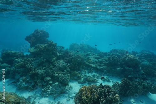 Underwater coral reef on a shallow ocean floor, natural scene, Rangiroa lagoon, Tuamotu, Pacific ocean, French Polynesia