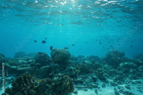 Fototapeta Naklejka Na Ścianę i Meble -  Underwater on a shallow coral reef with fish, natural scene, lagoon of Rangiroa, Pacific ocean, French Polynesia