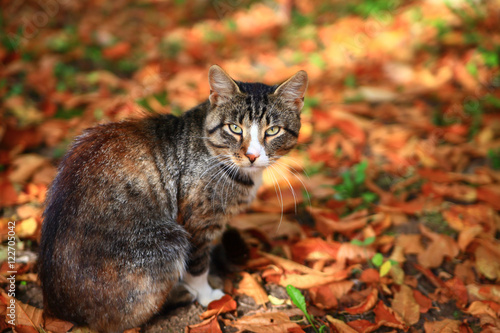Cat sitting on red autumn