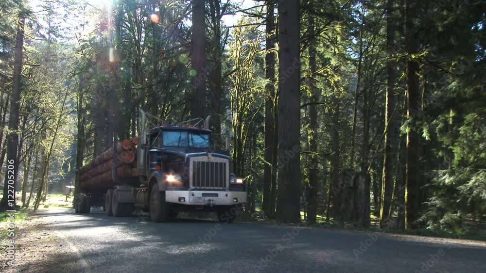 Logging truck with full load of fresh cut trees driving up forest road in Pacific Northwest, Oregon.