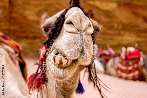 Closeup of a camel in Petra Jordan