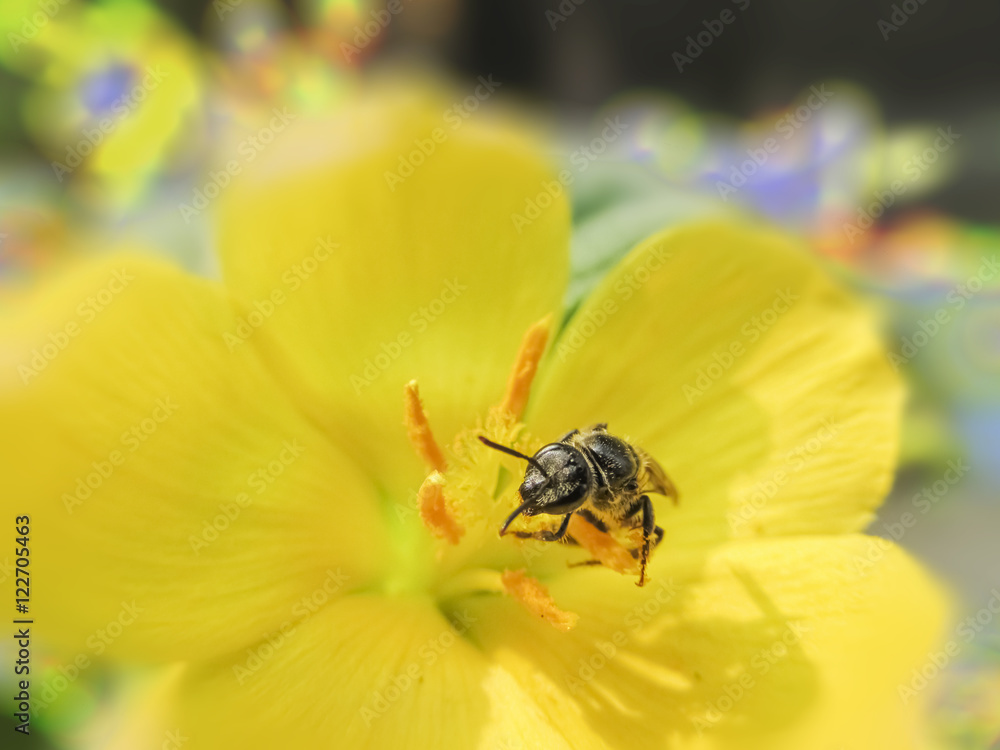 Honey bee coolecting food in the morning. Honey bee coolecting food in the morning.