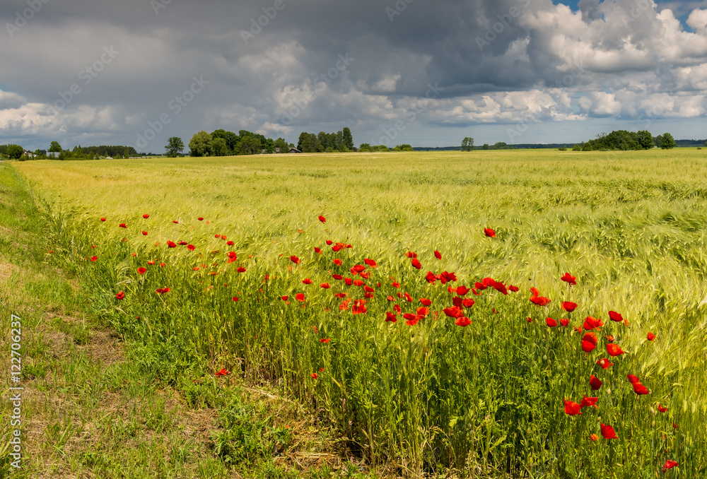 Field with ripening wheat and blossoming poppies