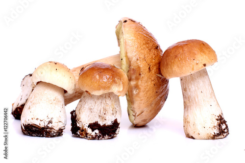 Wild raw mushrooms on white background