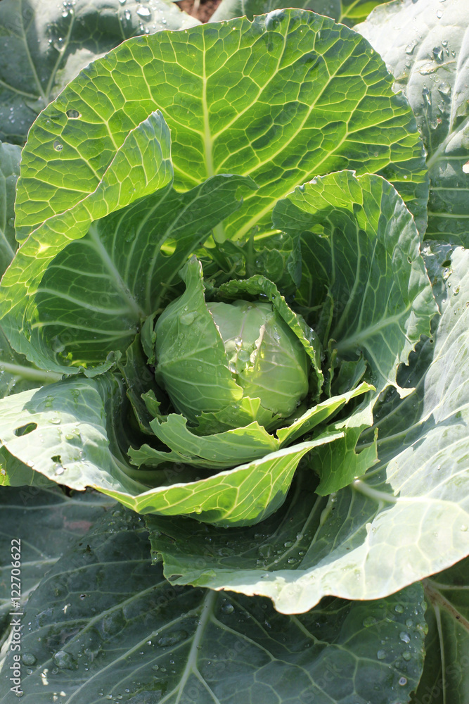 Fototapeta premium Fresh green cabbage in the garden