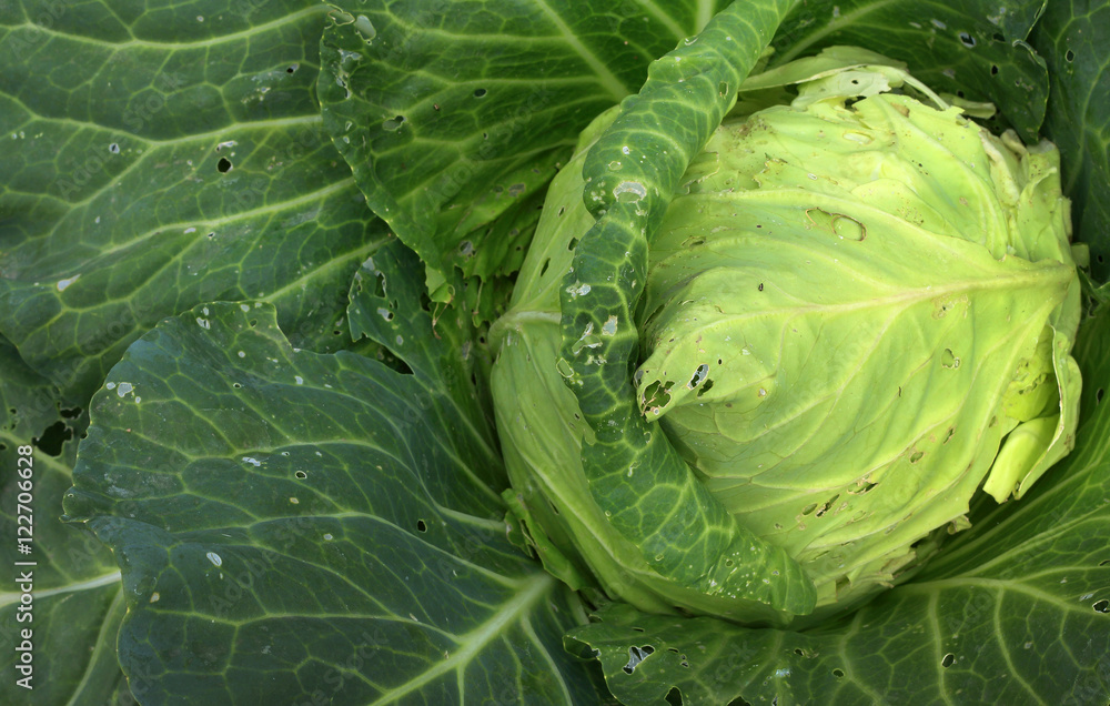 Fototapeta premium cabbage in the gardenn, leaves with holes, eaten by pests