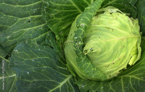 cabbage in the gardenn, leaves with holes, eaten by pests photo