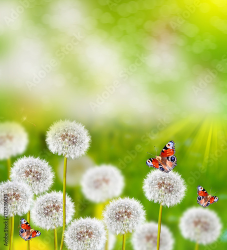 fluffy dandelion flowers on a background of the spring landscape