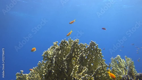 the sun shines on beautiful corals and orange fish in the sea