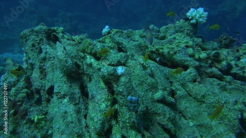 fish swim around a vegetated rock on the bottom of the sea