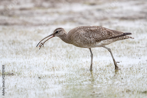 Whimbrel (Numenius phaeopus) catched a crab at mudflat