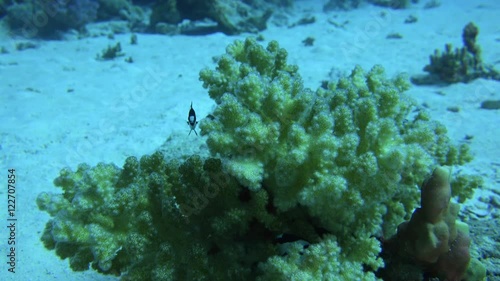 little black and white striped fish hide inside a coral