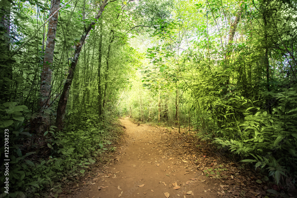 Way through the jungle, Brazil Way through the jungle, Brazil
