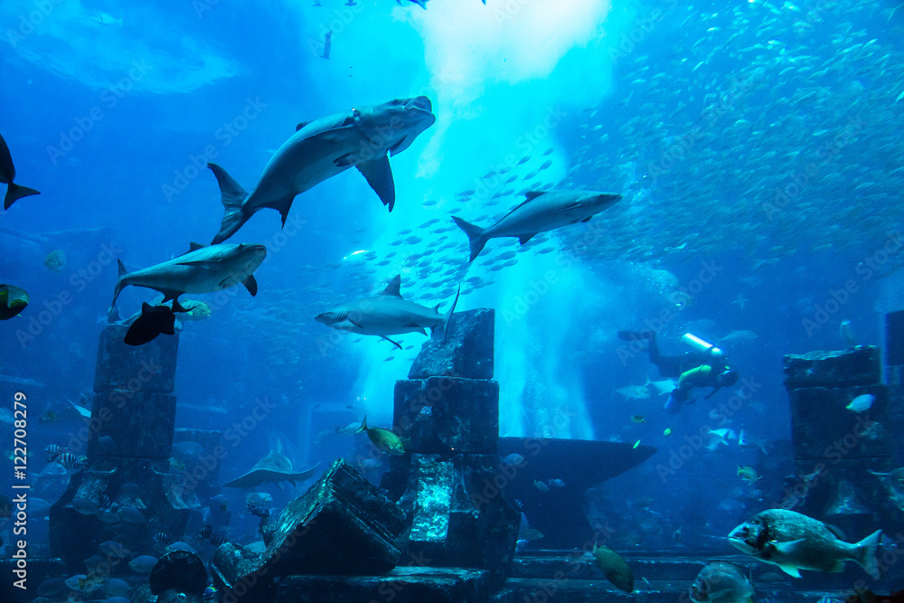 Fototapeta premium Duże akwarium w hotelu Atlantis w Dubaju