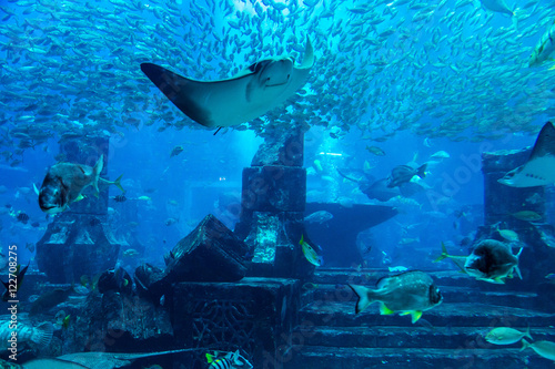 Photography Large aquarium in Hotel Atlantis in Dubai