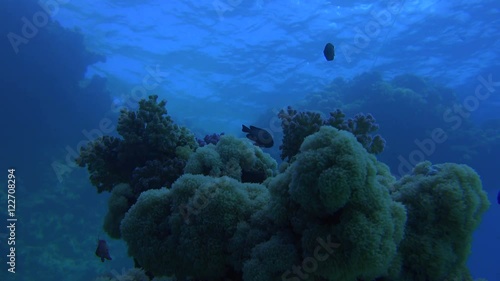 underwater corals illuminated with a deep blue color and surrounded by fish