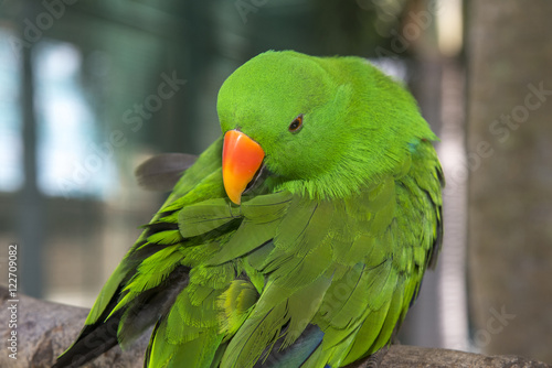 Beautiful Amazon parrot , Close-up parrot