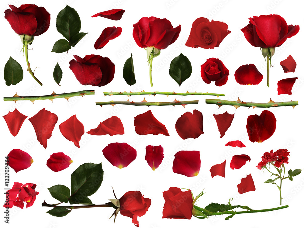 Fototapeta premium Roses set with isolated white background